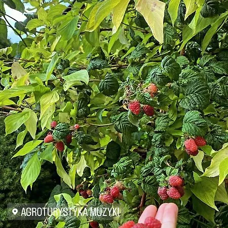 Muzyki Ochotnica Górna