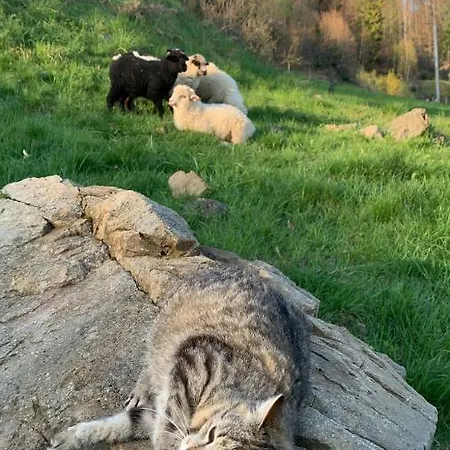 Muzyki * Ochotnica Górna