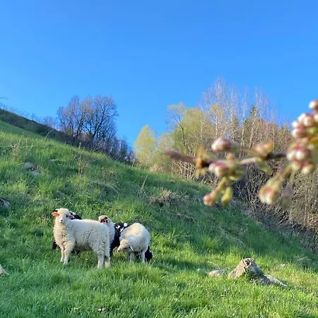 Muzyki *